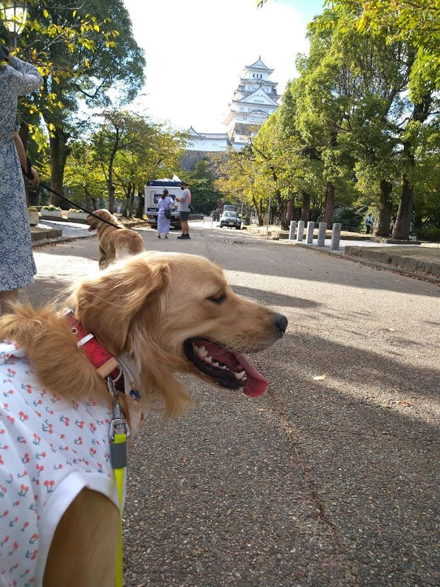 ポポ in 姫路城